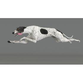 3D Greyhound (4) (Rigged) model